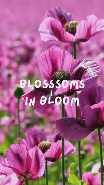 Blossom in Bloom